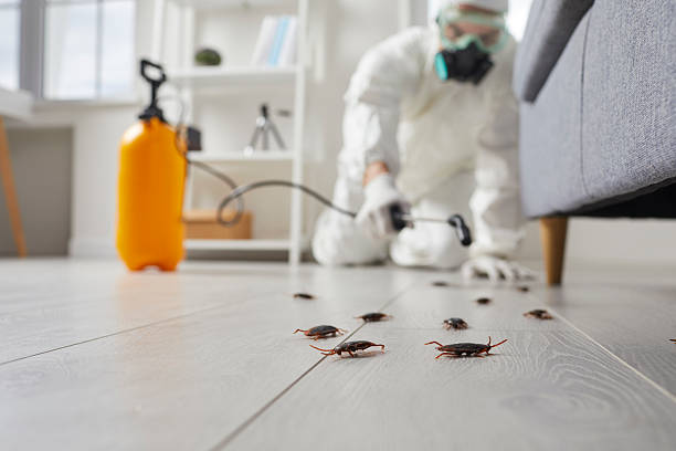 Commercial Kitchen Cockroach Control in Higginsville